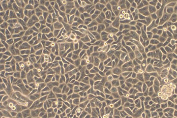 BPI社 皮膚細胞（ケラチノサイト・ファイブロブラスト）
