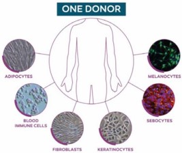 CTI社 皮膚細胞 CTISkin Single Donor Kit