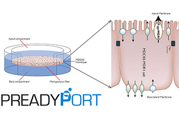 PREADYPORT™（排出型トランスポーター発現細胞播種プレート）