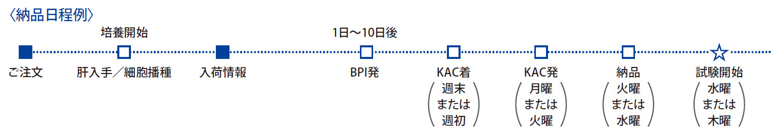 ヒト非凍結肝実質細胞