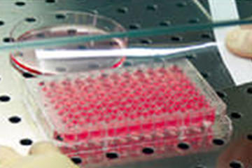 ヒト非凍結肝実質細胞