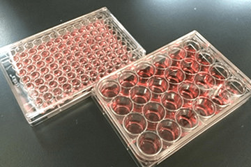 PREDICELL™ (Drug uptake transporter expression cell-seeding plate)